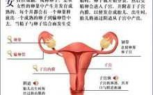 女性的生殖过程视频（女性的生殖过程视频）