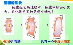 液泡变化过程（液泡大小变化）