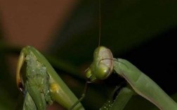 昆虫繁殖全过程（昆虫繁殖全过程图片）