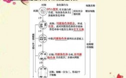 关于精子形成过程表格的信息