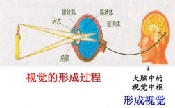 人体视觉形成过程（简述人体视觉形成的过程）