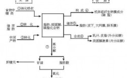 糖脂合成过程（糖脂的形成过程）