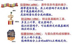 trna在那个过程合成（trna的合成以什么为模板）