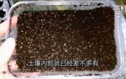 蛐蛐孵化过程（蛐蛐孵化过程视频）