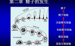 精子生长过程的简单介绍