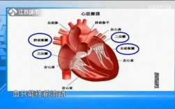 心脏冲动形成过程（心脏冲动的节律是什么）
