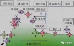 机体抵御病毒的过程（机体如何对抗病毒）