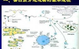 关于蛋白质的分选过程的信息