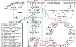 生物代谢的过程（生物代谢的过程图）