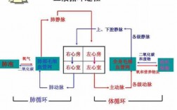 血液的循环过程视频（血液循环过程视频初中）