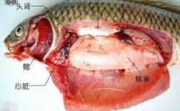 鱼解剖过程（解剖鱼的步骤结果分析）
