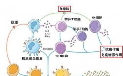 胸腺和免疫过程（胸腺的免疫功能是什么）