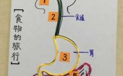 食物的旅程过程（食物的旅程过程怎么写）