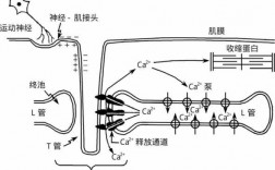 肌肉兴奋收缩的过程（肌肉兴奋收缩原理）