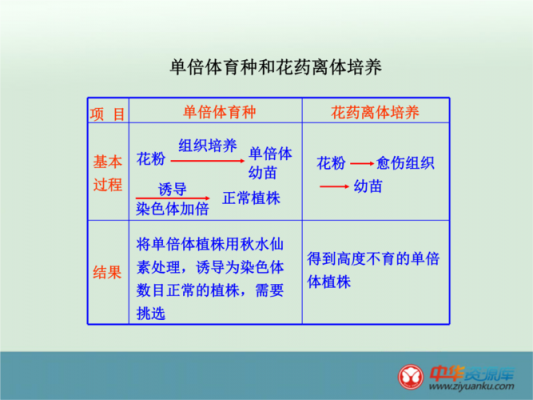 单倍体离体培养过程（单倍体培养技术要点）-图1