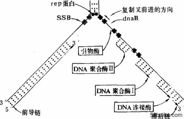 dna合成的过程（dna合成过程中引物的主要作用是）-图1