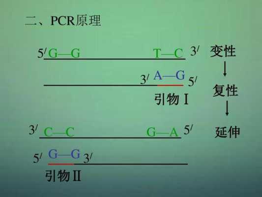 dna合成的过程（dna合成过程中引物的主要作用是）-图3