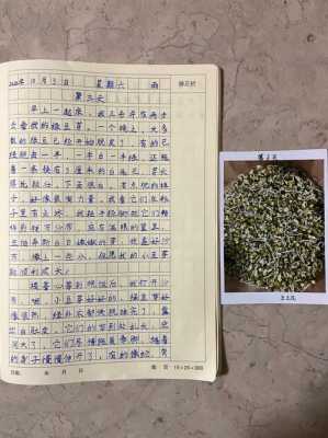 豆芽过程日记（豆芽的过程日记3天300字）-图2