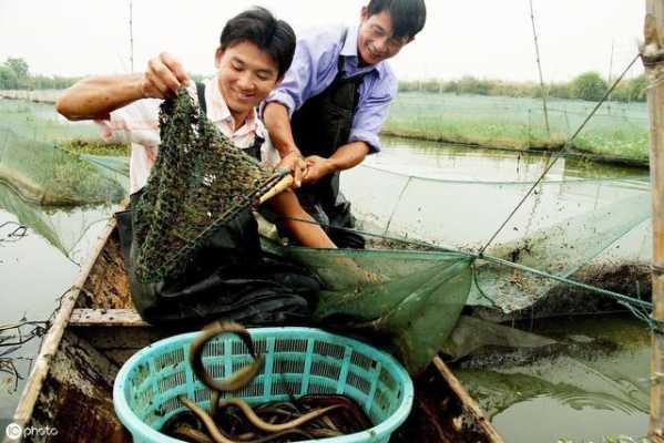 黄鳝门详细过程（稻田养殖黄鳝全过程）-图2