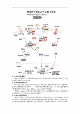 信号通路传递过程（信号通路讲解）-图1