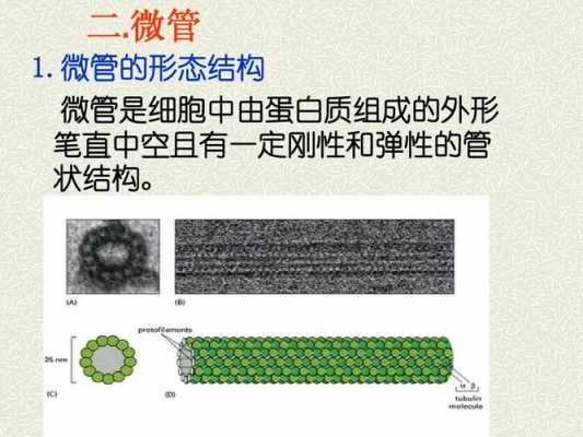 微管的装配过程（微管的装配过程可分为  和 三个时）-图2