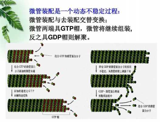 微管的装配过程（微管的装配过程可分为  和 三个时）-图1