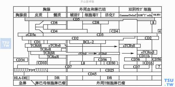 t淋巴细胞分化过程（t淋巴细胞表达的分化抗原）-图1