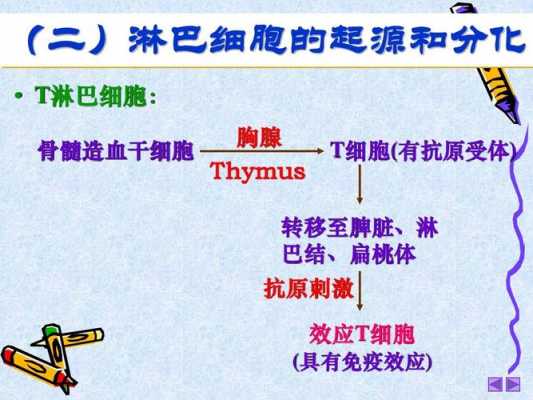 t淋巴细胞分化过程（t淋巴细胞表达的分化抗原）-图2