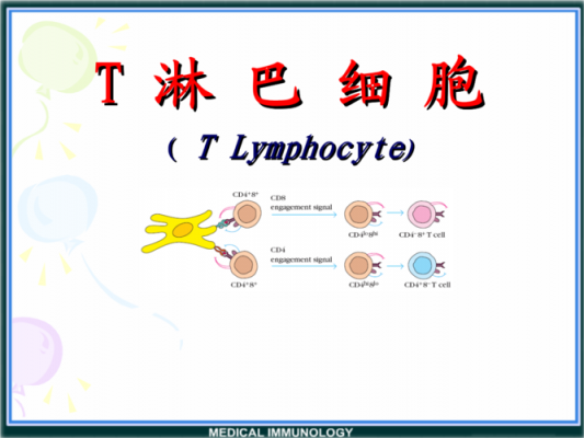 t淋巴细胞分化过程（t淋巴细胞表达的分化抗原）-图3