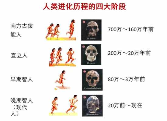 人类进化过程顺序图片（人类进化过程顺序图片大全）-图3