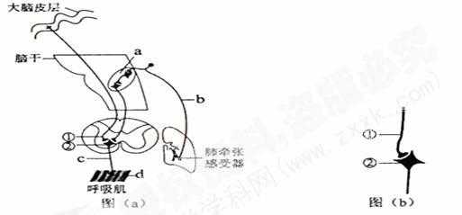 胃牵张反应过程（何为牵张反射有何生理意义）-图2