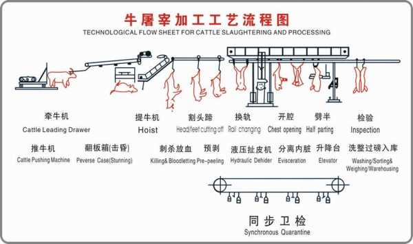 牛的屠宰过程图（牛的屠宰工艺流程图）-图2