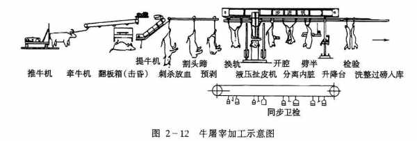 牛的屠宰过程图（牛的屠宰工艺流程图）-图1