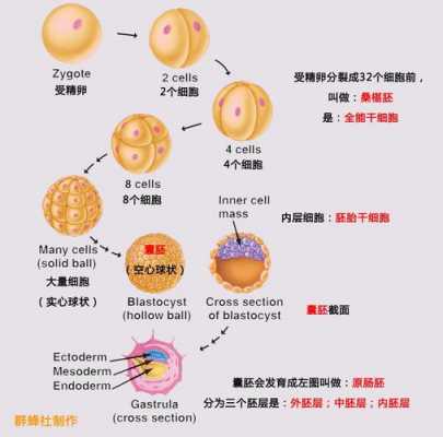 细胞生长过程动画（细胞生长发育过程）-图1