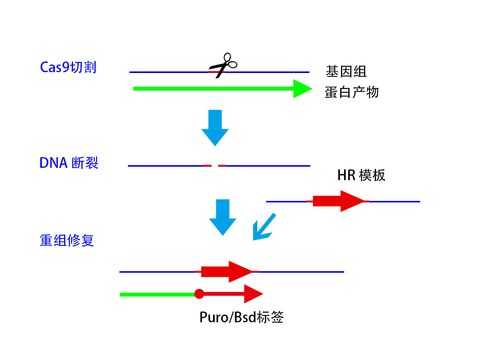 基因敲除技术过程（基因敲除技术的原理及应用）-图1