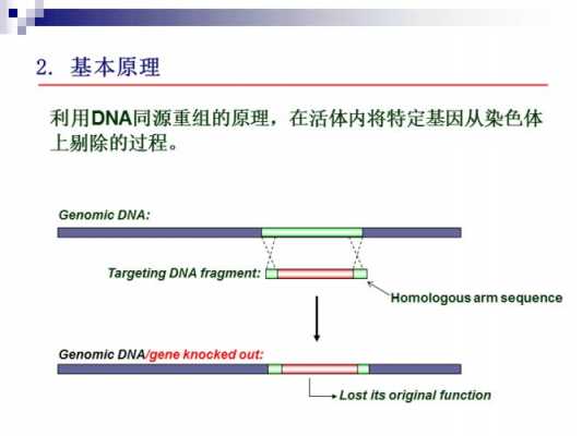 基因敲除技术过程（基因敲除技术的原理及应用）-图3