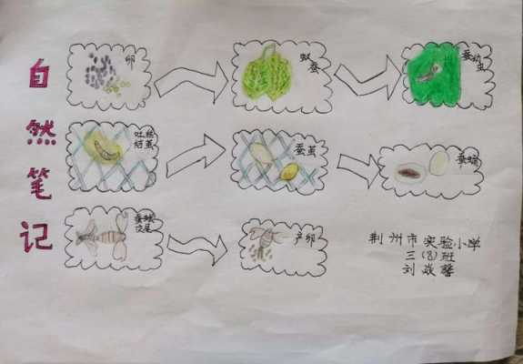 蚕的生长过程简图（蚕的生长过程图画）-图2