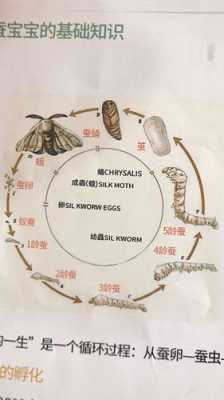 蚕的生长过程简图（蚕的生长过程图画）-图3