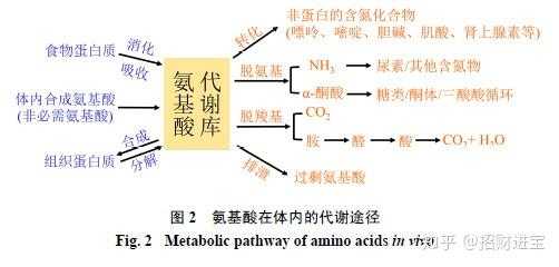 氨基酸氧化过程（氨基酸氧化生成什么）-图1