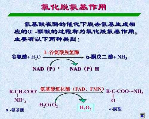 氨基酸氧化过程（氨基酸氧化生成什么）-图2