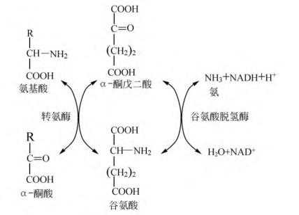 氨基酸氧化过程（氨基酸氧化生成什么）-图3