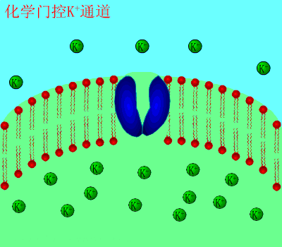 生物转运的动态过程（生物转运的各阶段特点及生理意义）-图2