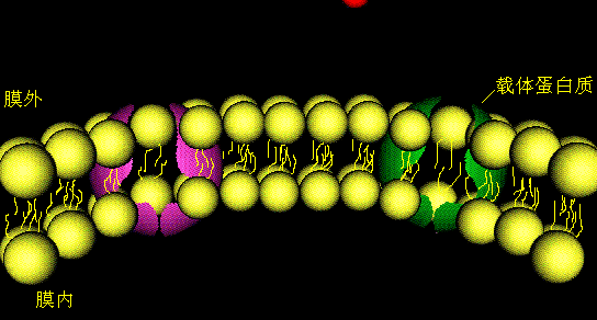 生物转运的动态过程（生物转运的各阶段特点及生理意义）-图3