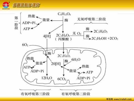 呼吸作用的过程图解（呼吸作用过程图解思维导图）-图3