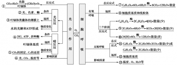 呼吸作用的过程图解（呼吸作用过程图解思维导图）-图1