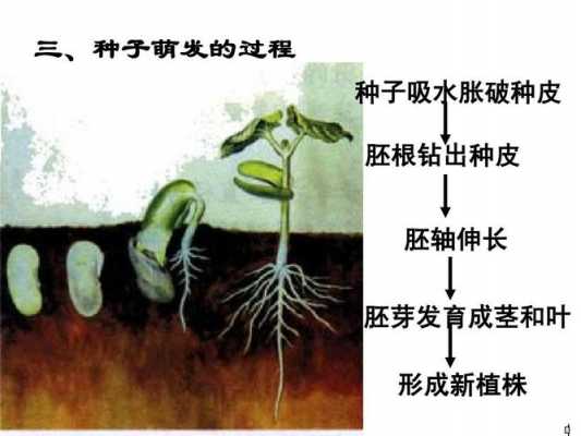 种子萌发的详细过程（种子萌发流程图）-图3