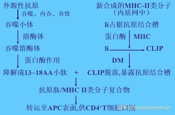 抗原提呈的过程（抗原提呈的过程有哪些）-图3