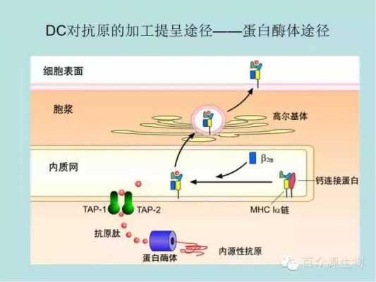 抗原提呈的过程（抗原提呈的过程有哪些）-图1