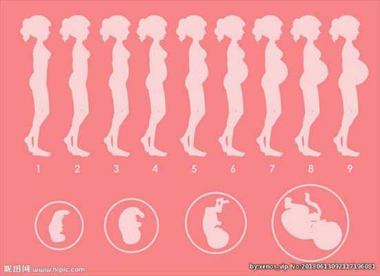 女性怀孕过程图（女性怀孕过程图示）-图2