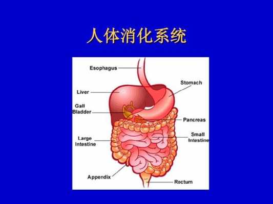 人体消化过程（水在人体消化过程）-图1